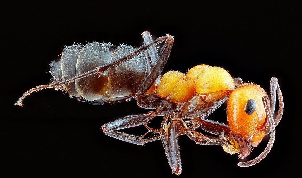 Ant Control service in Rockville, MD