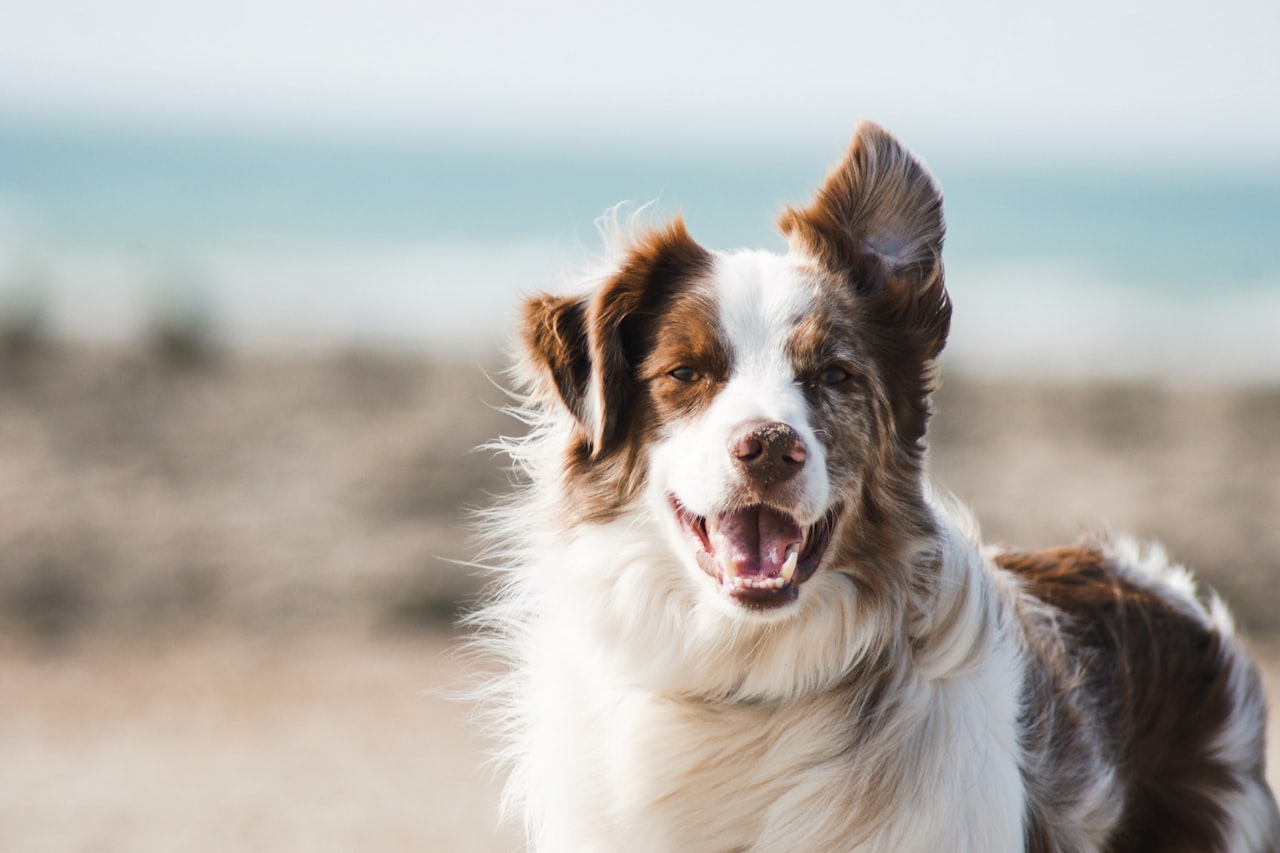 Flea & Tick Control service in Rockville, MD
