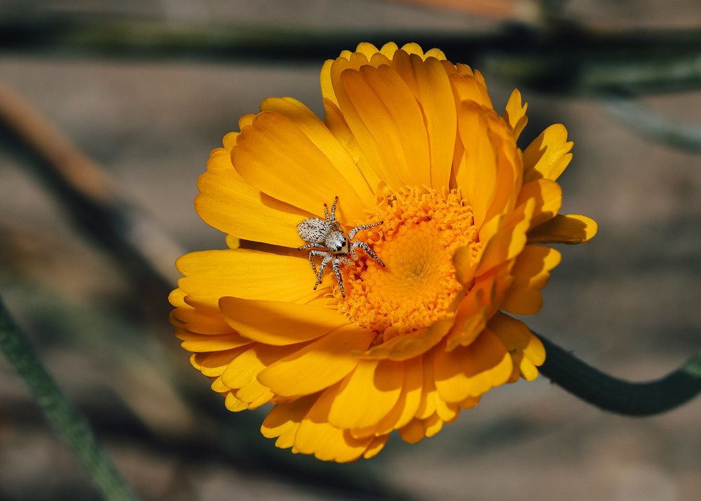 Spider Control service in Rockville, MD